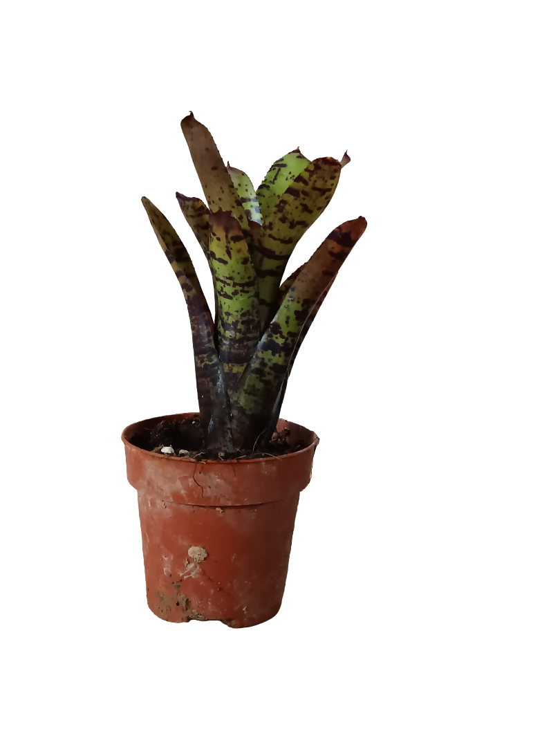 Neoregelia Jamocha Planta Bromelia Para Terrarios E Inteior