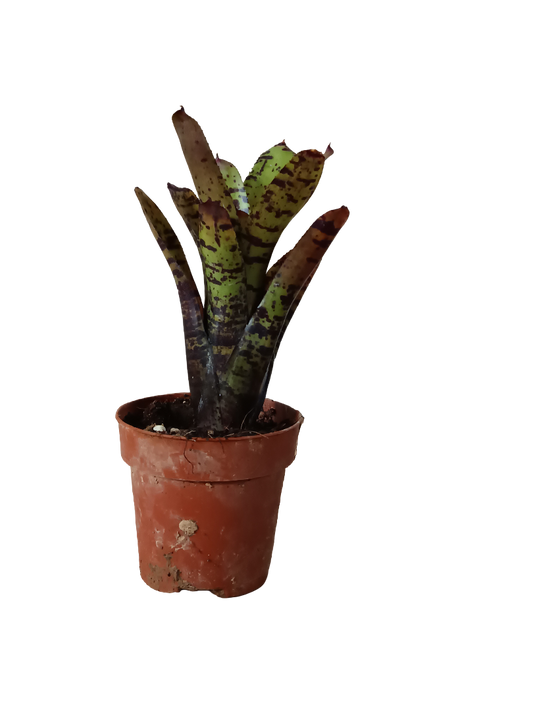 Neoregelia Jamocha Planta Bromelia Para Terrarios E Inteior