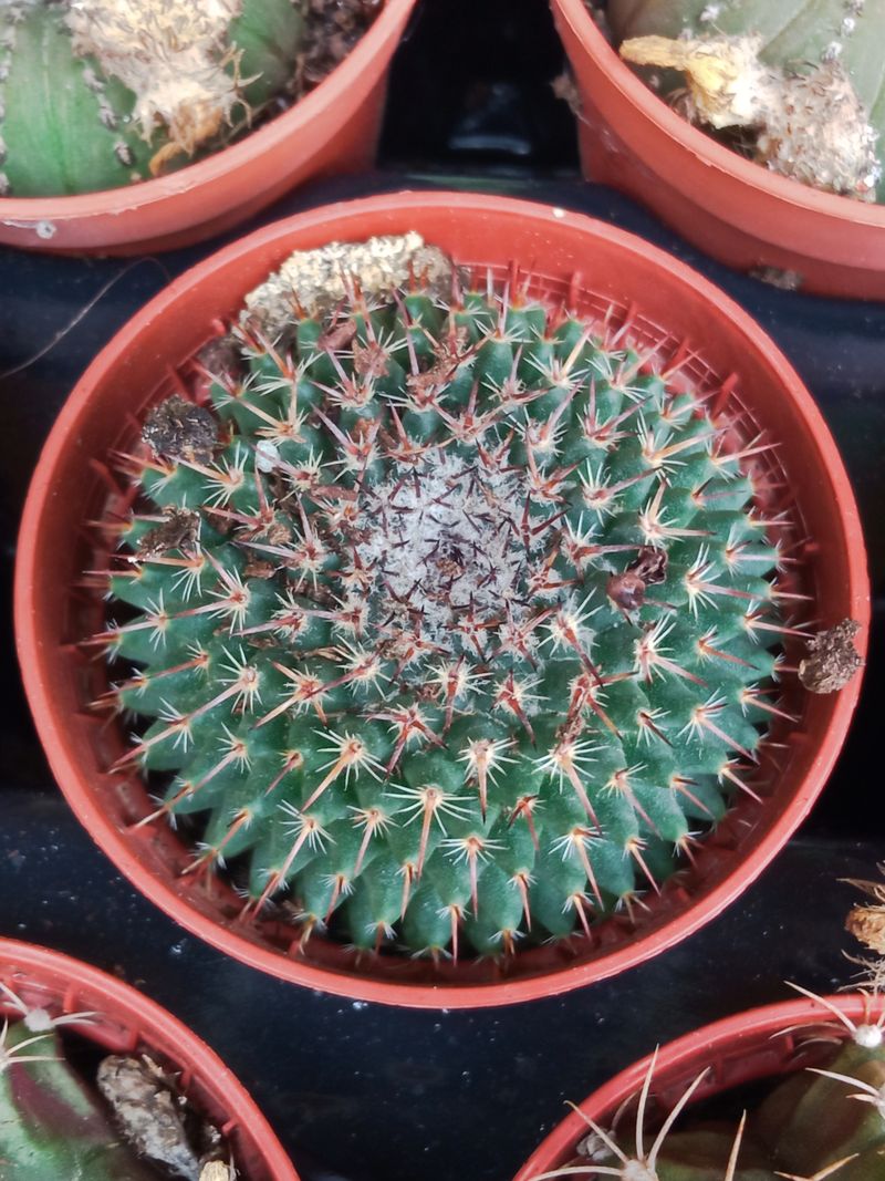 Plantas Suculentas Y Cactus A Elegir Ø5 Cm #ref24