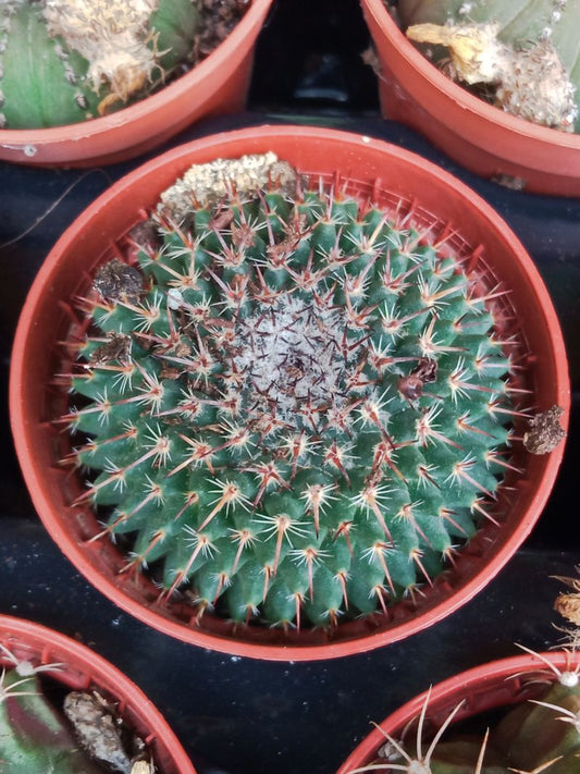 Plantas Suculentas Y Cactus A Elegir Ø5 Cm #ref24