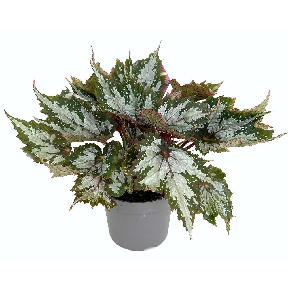 Begonia Beleaf M13 25cm_4