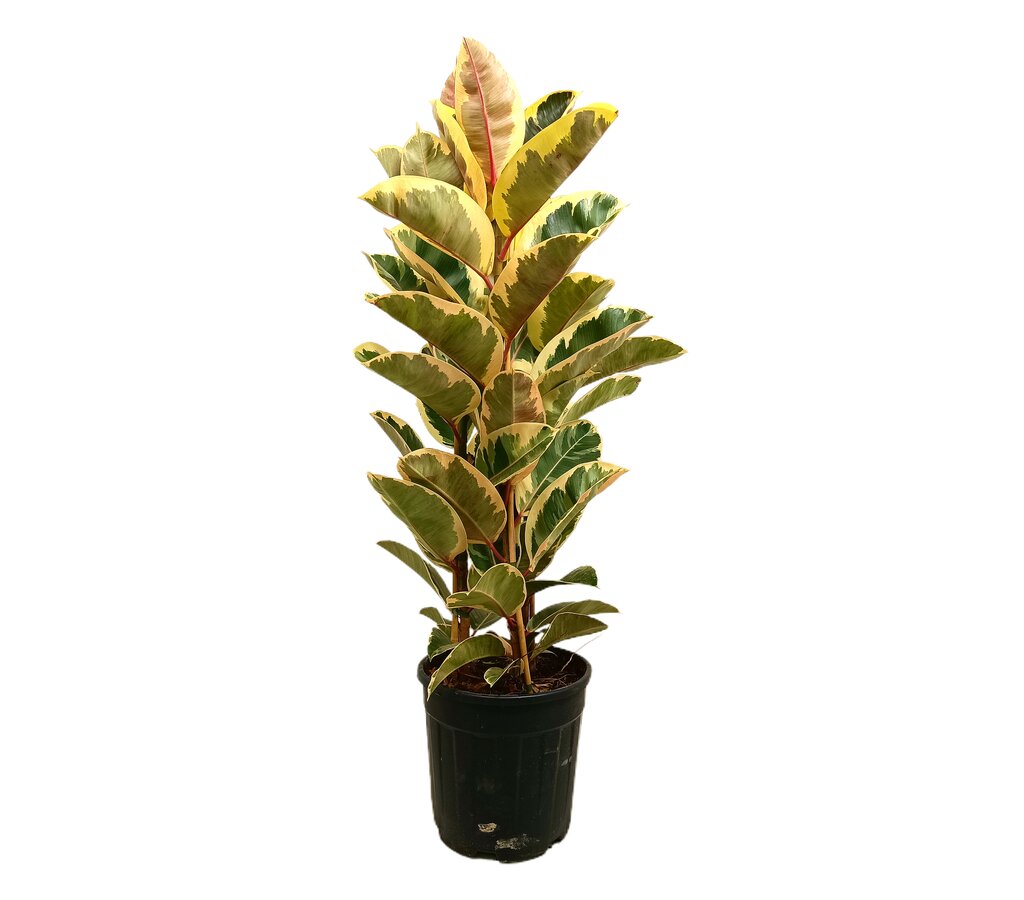 Ficus Elástica Tineke M28 130-150cm_0