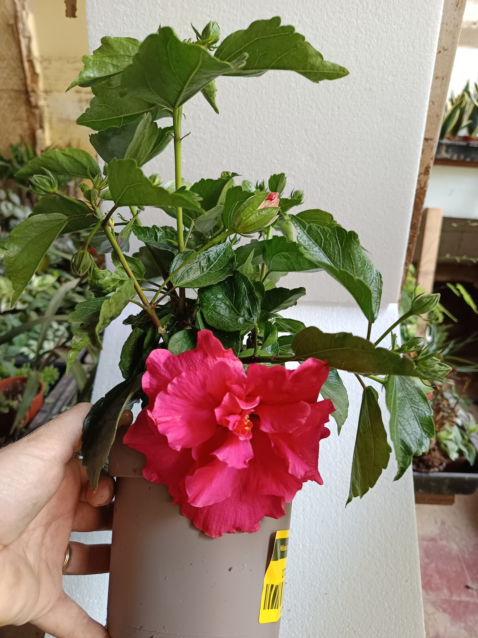 Hibiscus Arbustivo De Flor Surtida Ø14-40 Cm