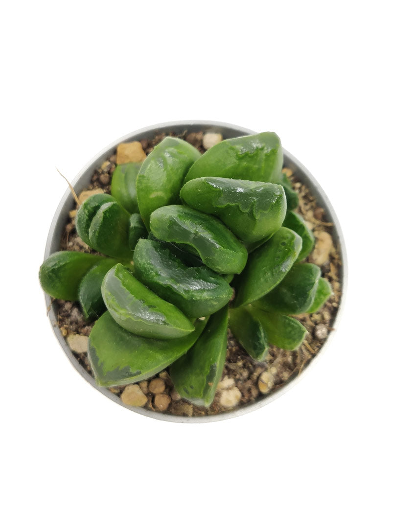 Haworthia Truncata Maughanii Cactus Y Suculentas M8,5 Cm Ø_1