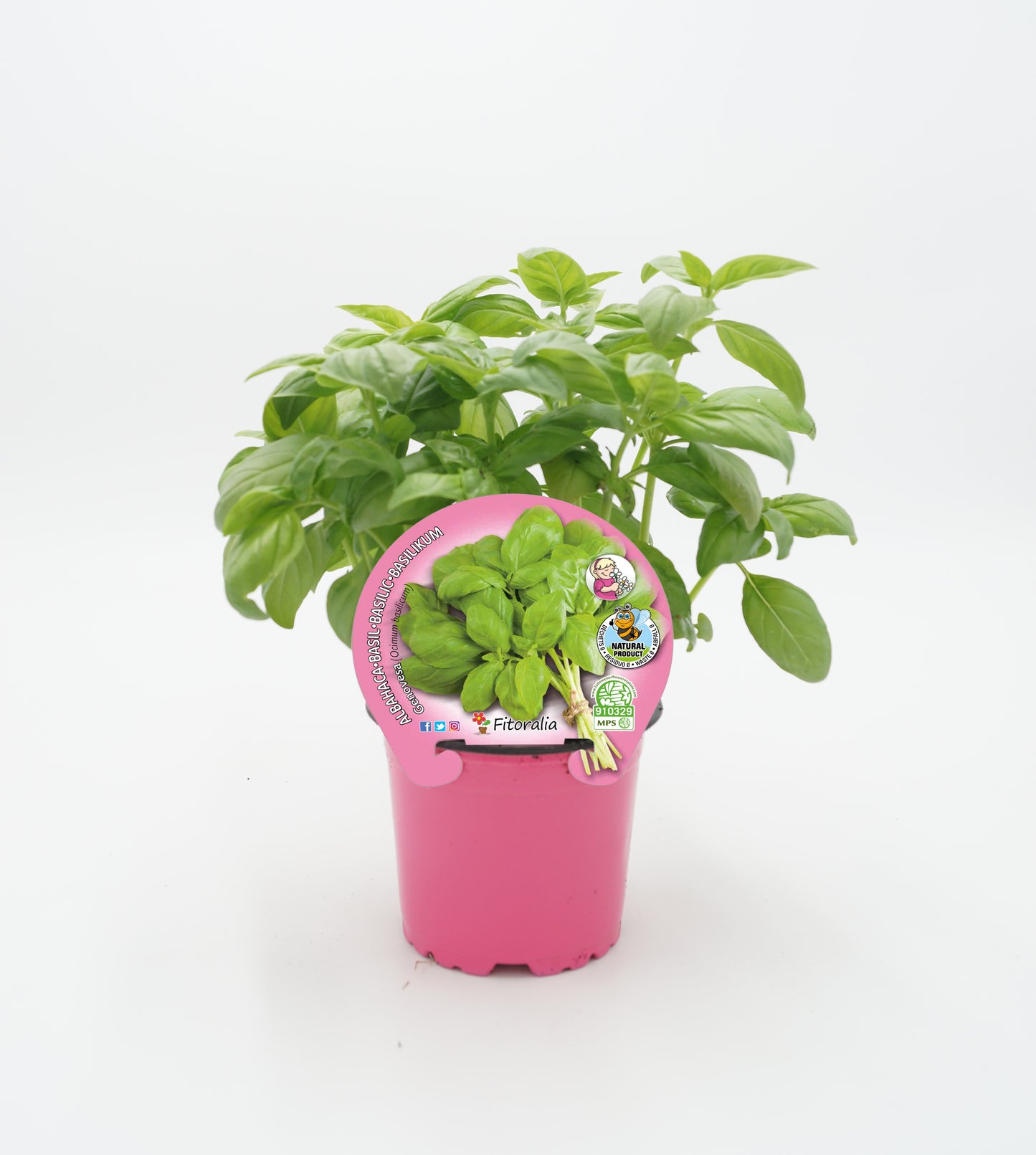 Albahaca Pesto Hoja Ancha En Maceta 10,5 Cm. Natural - Fitoralia