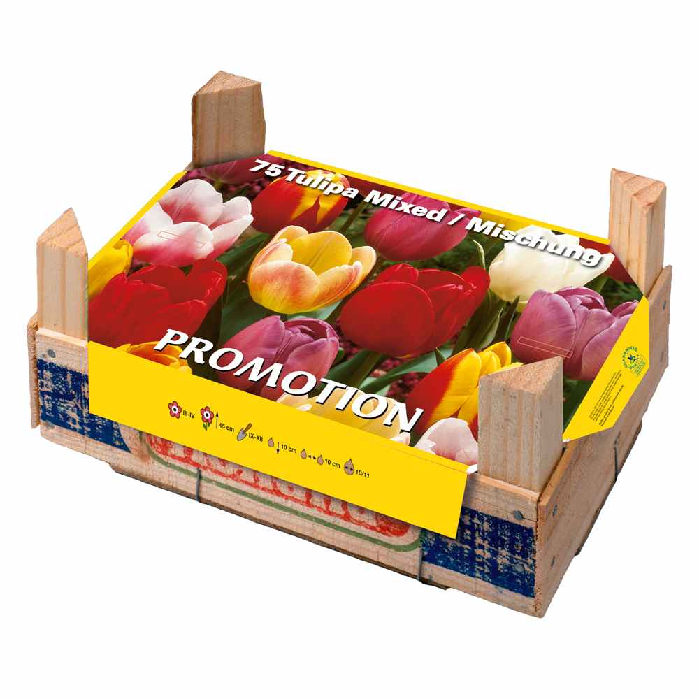 Caja Tray Tulipanes 75 uds