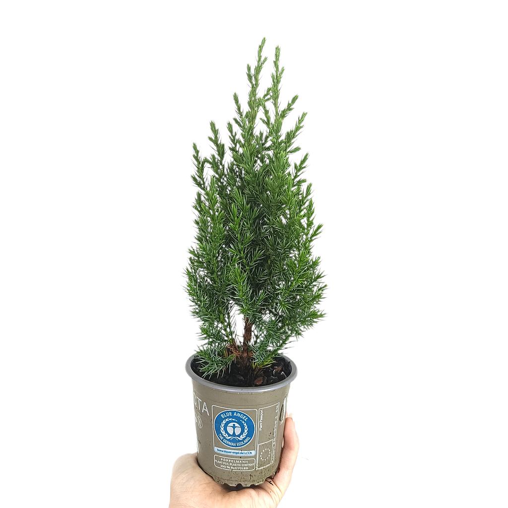 Junipero Stricta M9_0