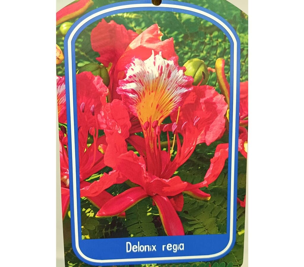 Flamboyan 6/8 M25 160cm Desde La Raiz