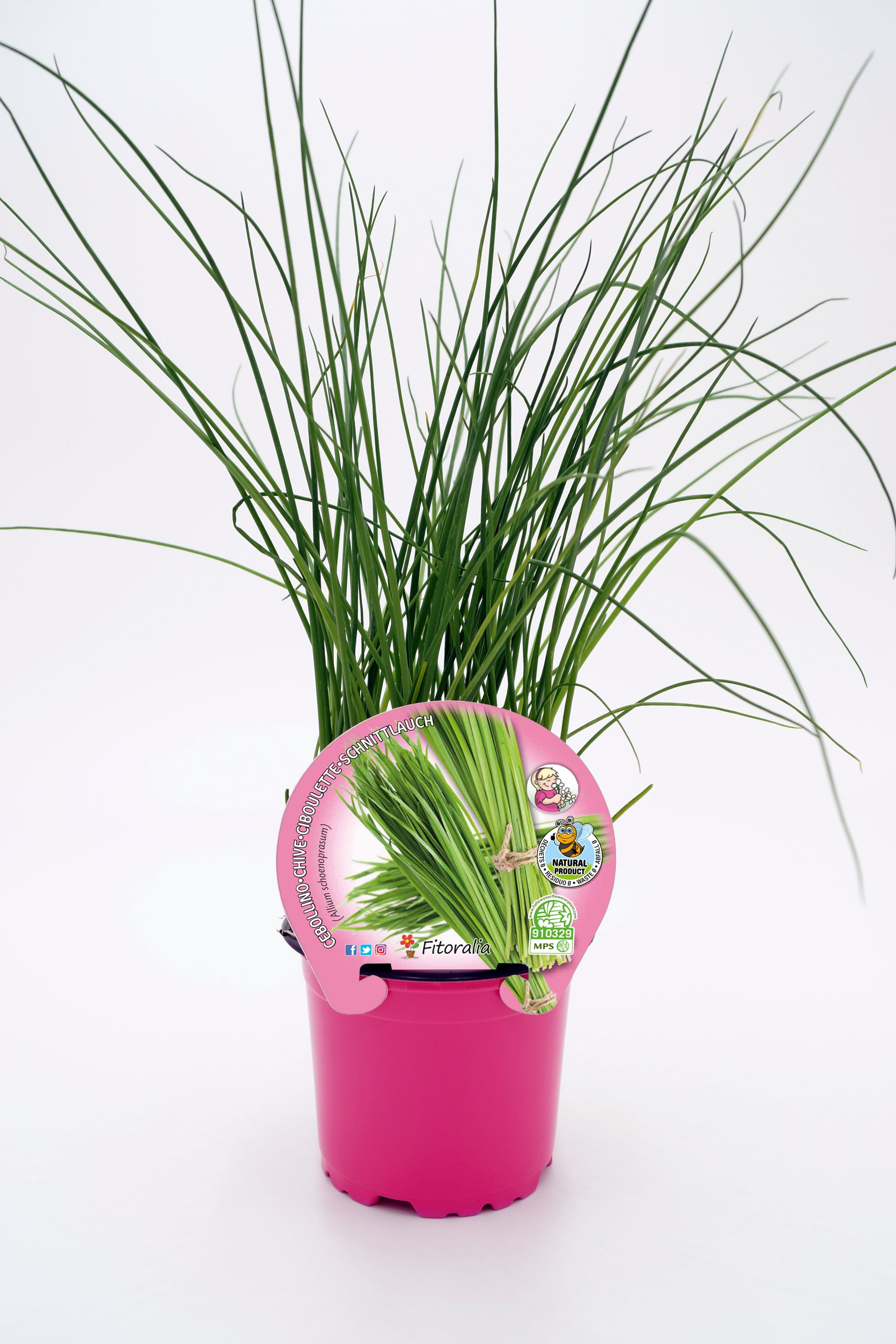 Cebollino En Maceta 10,5 Cm. Natural - Fitoralia