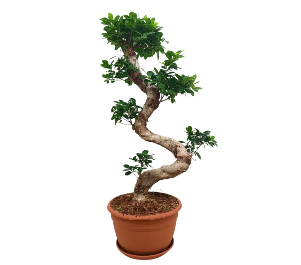Bonsai Ficus Ginseng M33 80cm_0
