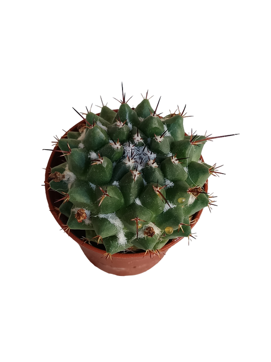 Mammillaria Compressa Cactus Ø5 Cm Planta