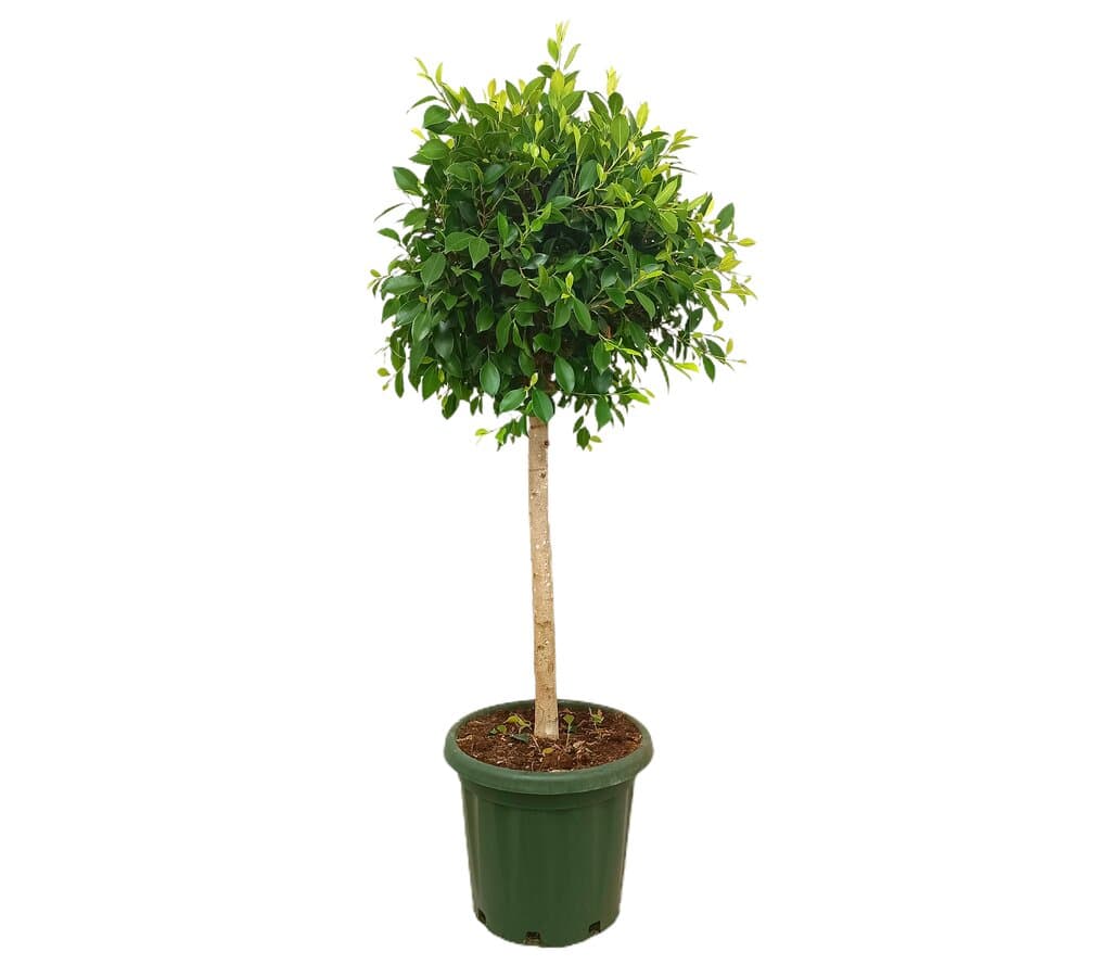 Ficus Nitida Copa M40 150cm