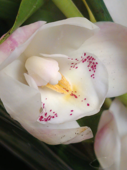 Cymbidium Floración Nº 6 Orquidea Terrestre Tolera Frio Y Sequia Altura +70