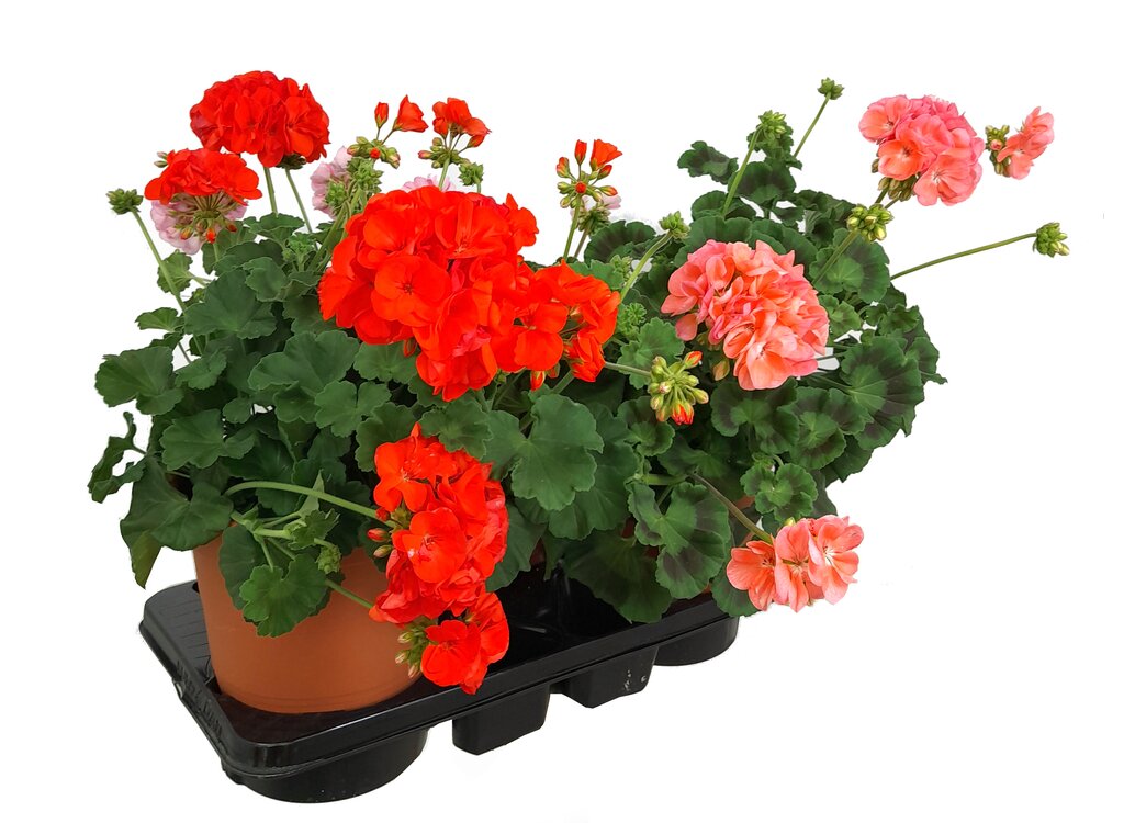 Geranium Zonal M20 30cm (pelargonium)_1