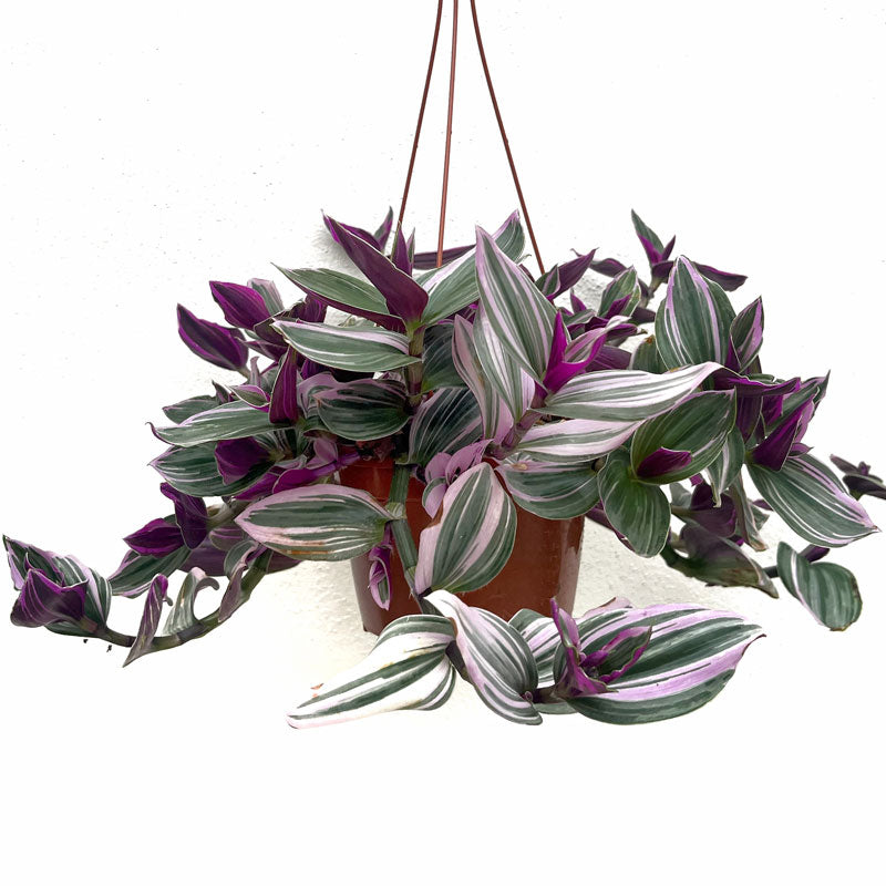 Tradescantia Nanouk Maceta Colgador Cactus Y Suculentas