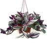 Tradescantia Nanouk Maceta Colgador Cactus Y Suculentas