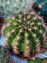 Cactus Echinopsis Multiplex Ø 5cm Planta De Sol
