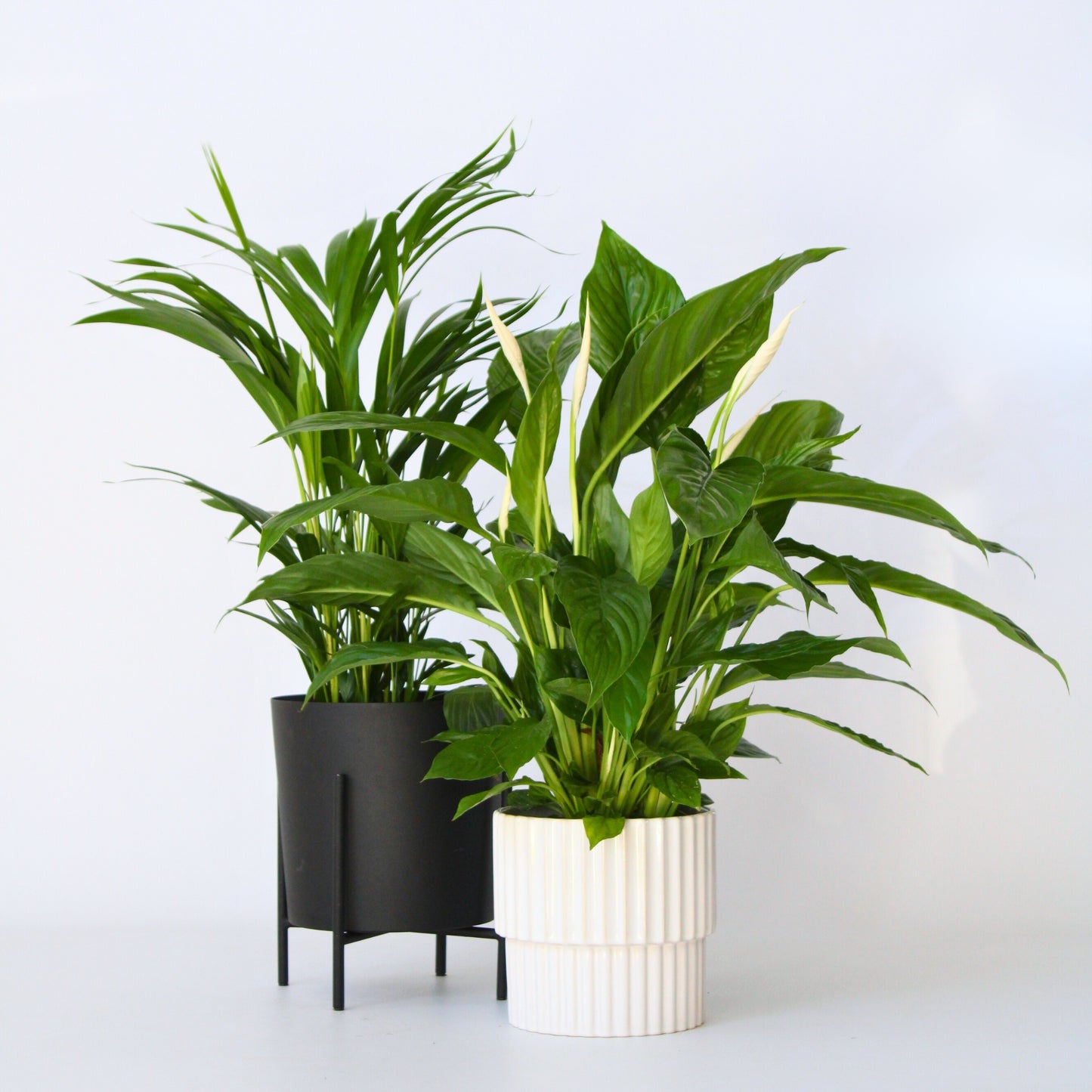 Dúo Verde - 2 Pzs - Spathiphyllum Dypsis Lutescens - Altura 60-75cm - ⌀17cm