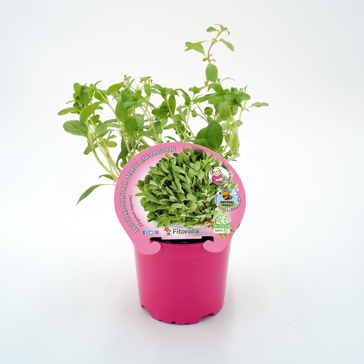 Mejorana En Maceta 10,5 Cm. Natural - Fitoralia