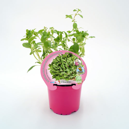 Mejorana En Maceta 10,5 Cm. Natural - Fitoralia