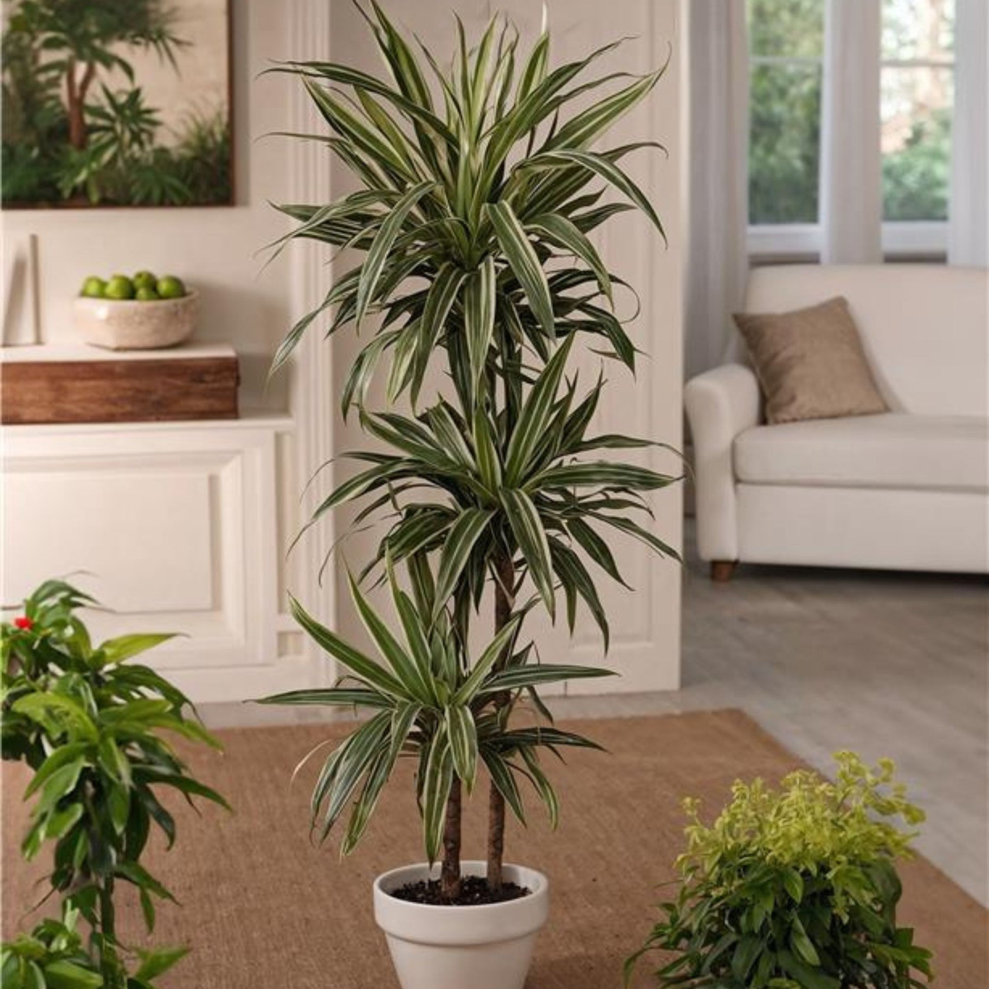 Drácena - 2 Pzs - Dracaena Deremensis 'warneckei' - Altura 60-70cm - ⌀17cm