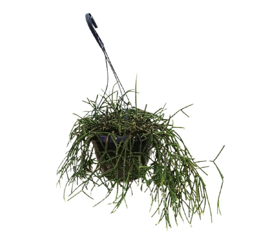Rhipsalis M21_0