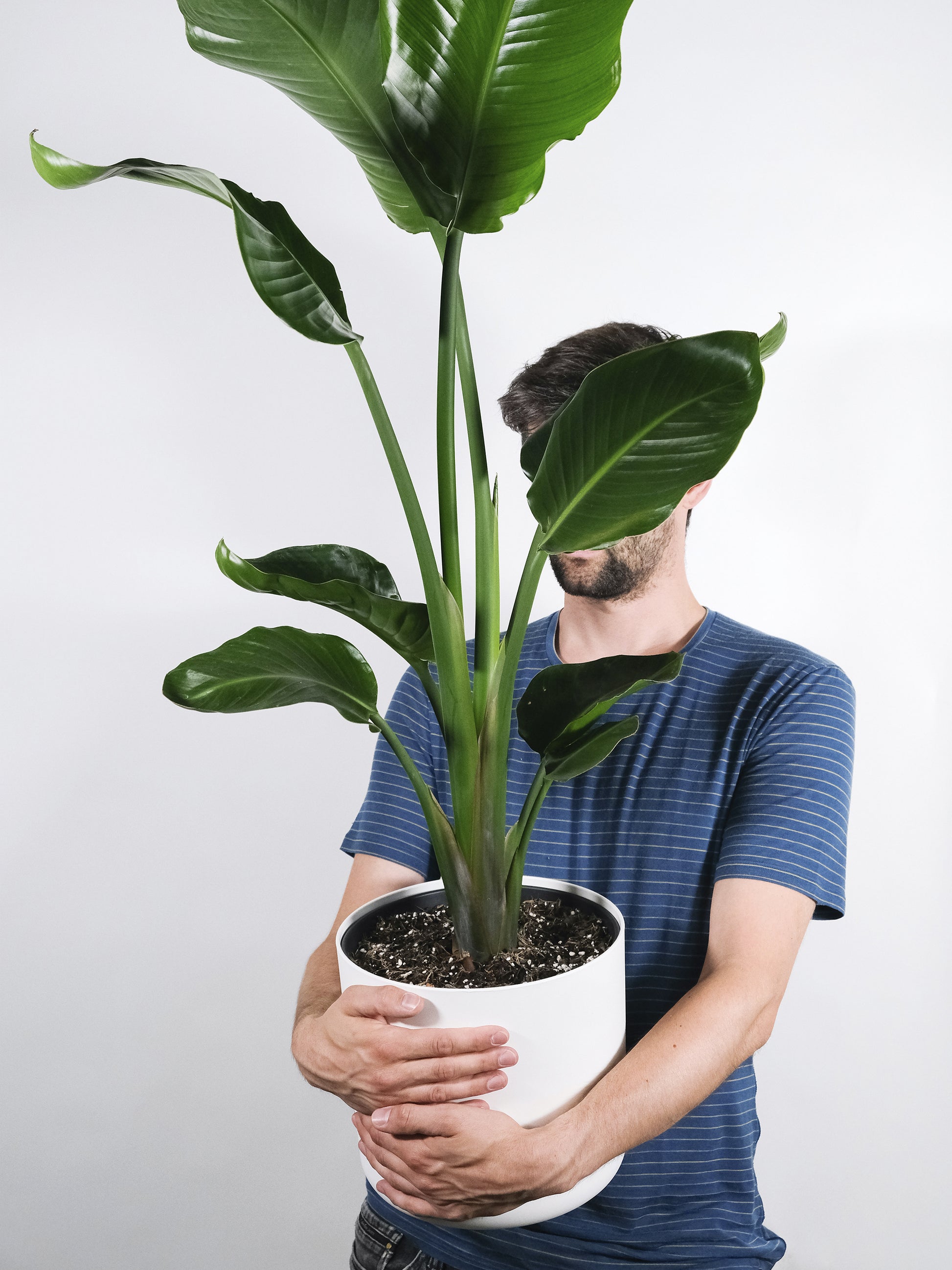 Strelitzia O Ave Del Paraíso | Altura  100cm - Maceta 19cm