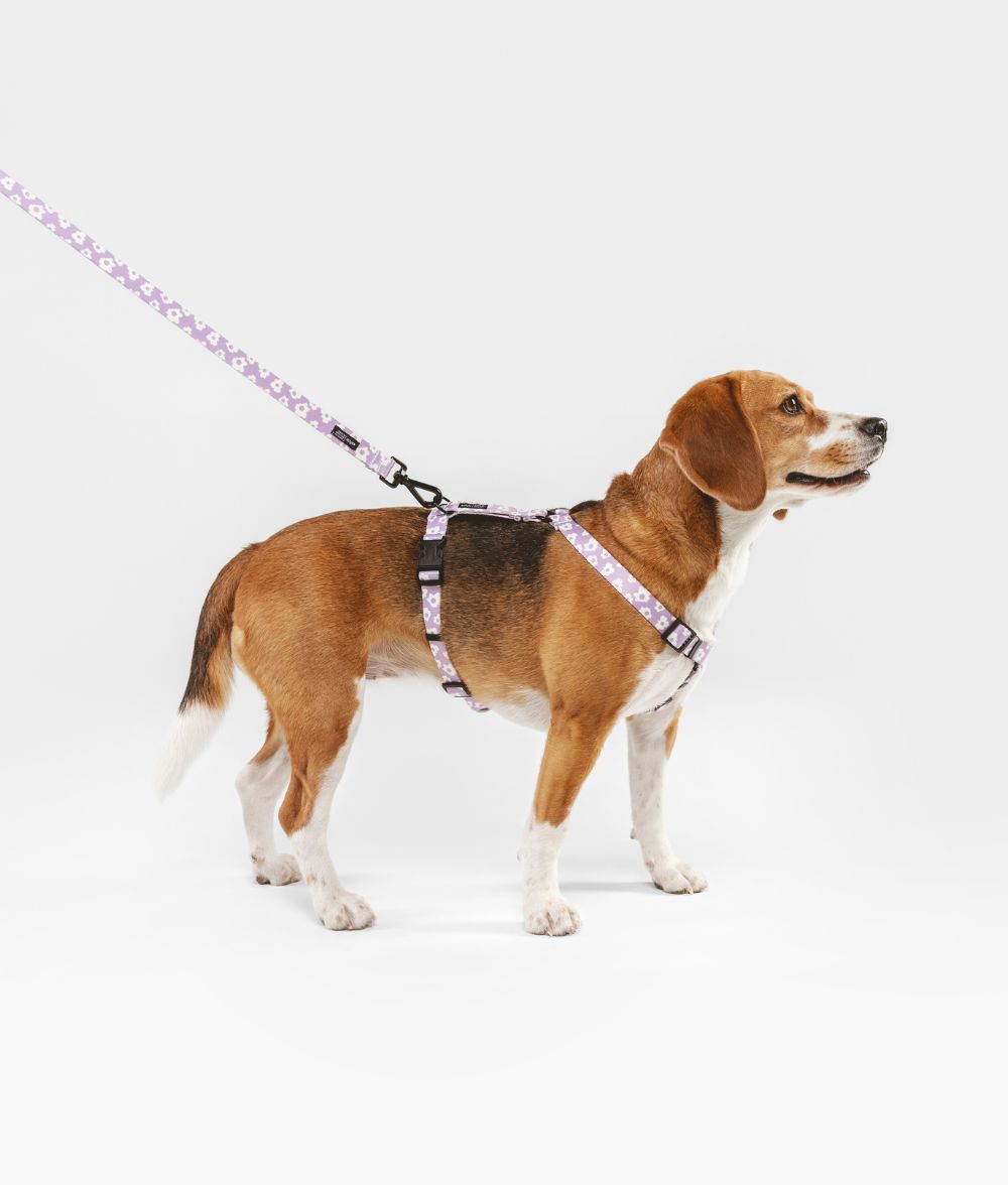 Cafide Correa De 1,2m De Material Pet Reciclado Violeta. Modelo Juno._1
