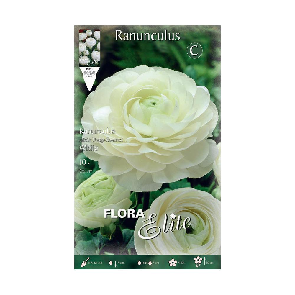 Bulbos Ranúnculo blanco 10 uds