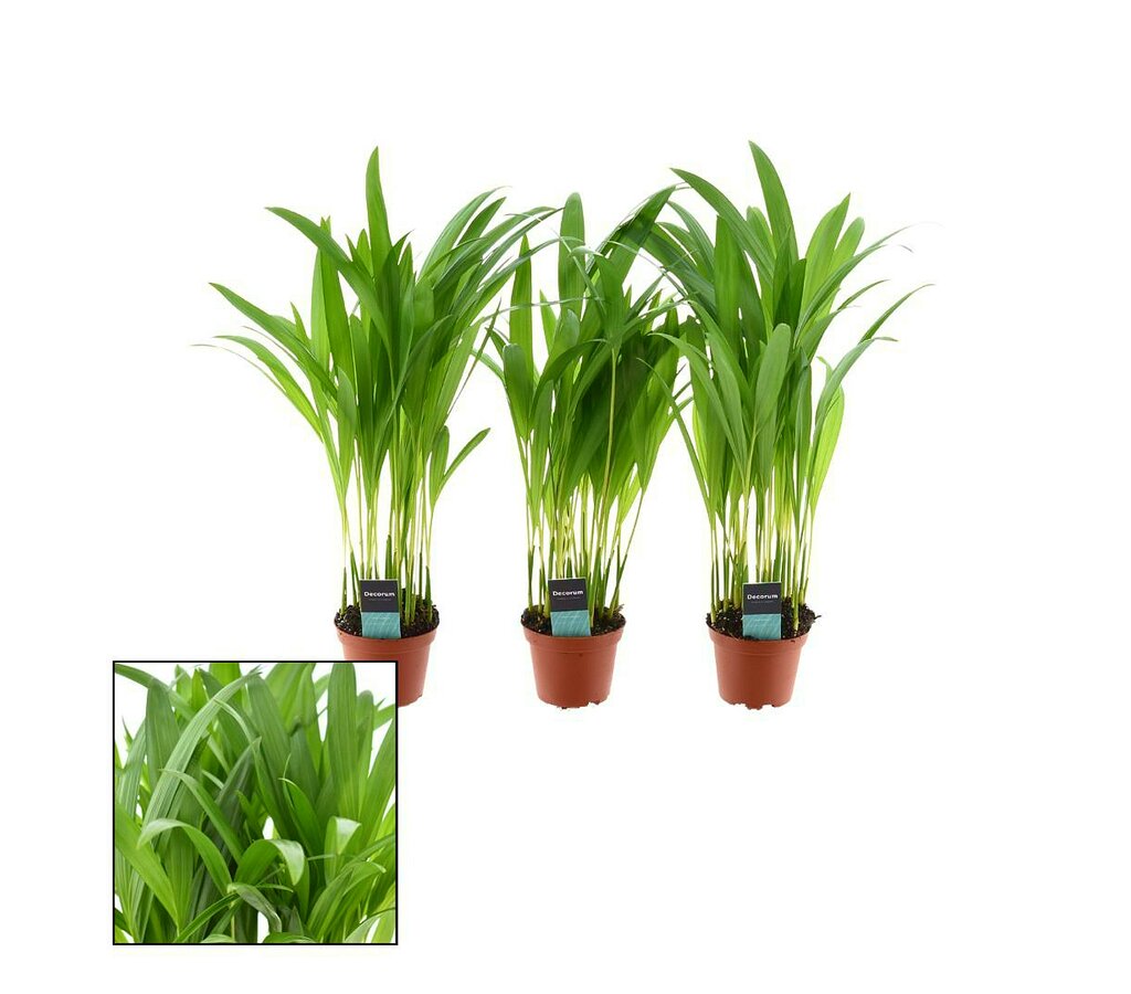 Areca Lutescens M7