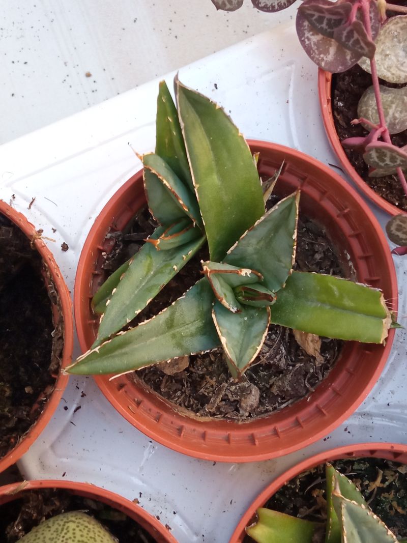 Agave Victoria Planta Suculenta 5 Cm