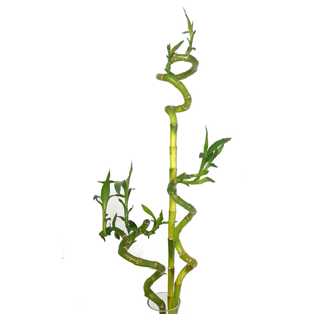 Bambusa Lucky Espiral 60cm