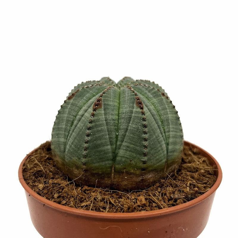 Euphorbia Obesa Cactus Y Suculentas M8,5 Ø