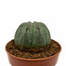 Euphorbia Obesa Cactus Y Suculentas M8,5 Ø
