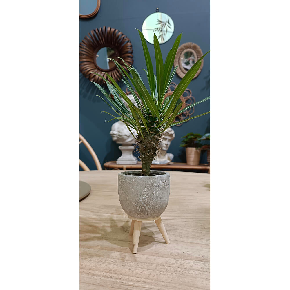 Pachypodium Lameri M6 10cm_1