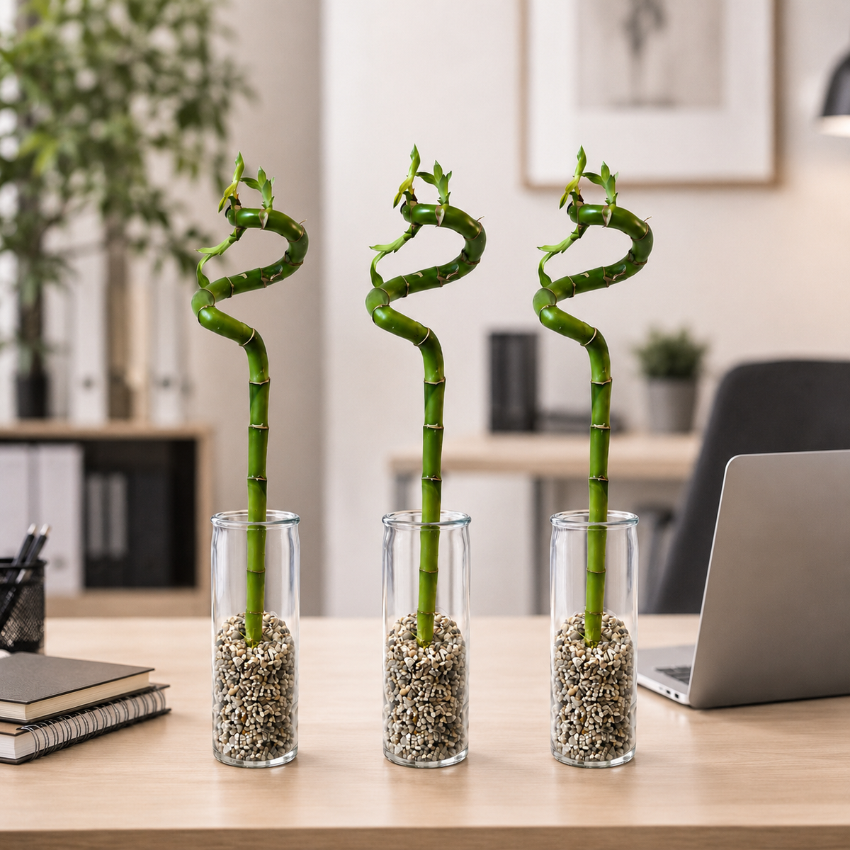 Lucky Bamboo (bambú) 3x Dracaena Sanderiana - Planta, Vidrio Y Piedras - 40-45cm_5