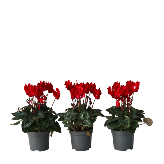 Violeta De Persia - 3 Pzs - Cyclamen 'winfall Scarlet' - Altura 10-20cm - ⌀9cm