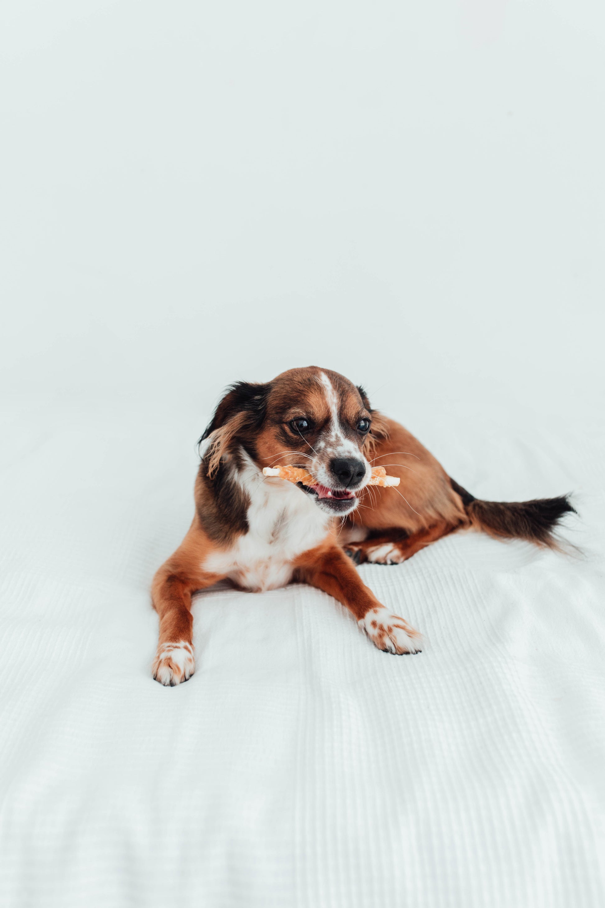 Bimorbox Cachorros Medianos Y Grandes – Pack Ahorro Con Juguete, Mordedor De Olivo Y Snacks Sin Aditivos