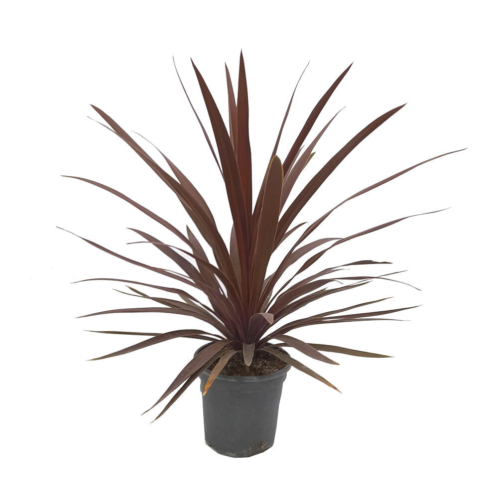 Cordyline Red Star M20 80cm_0