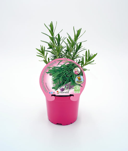 Lavanda En Maceta 10,5 Cm. Natural - Fitoralia