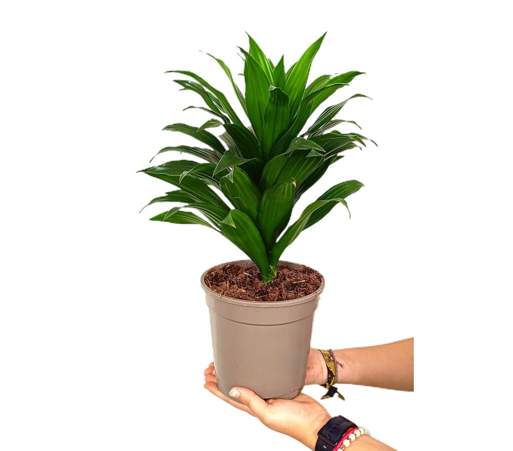 Dracena Compacta M17 40cm_0