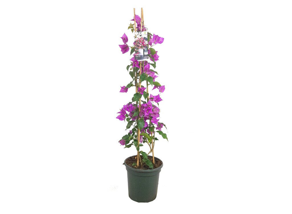 Bouganvillea Pirámide Variado M20 90cm_0