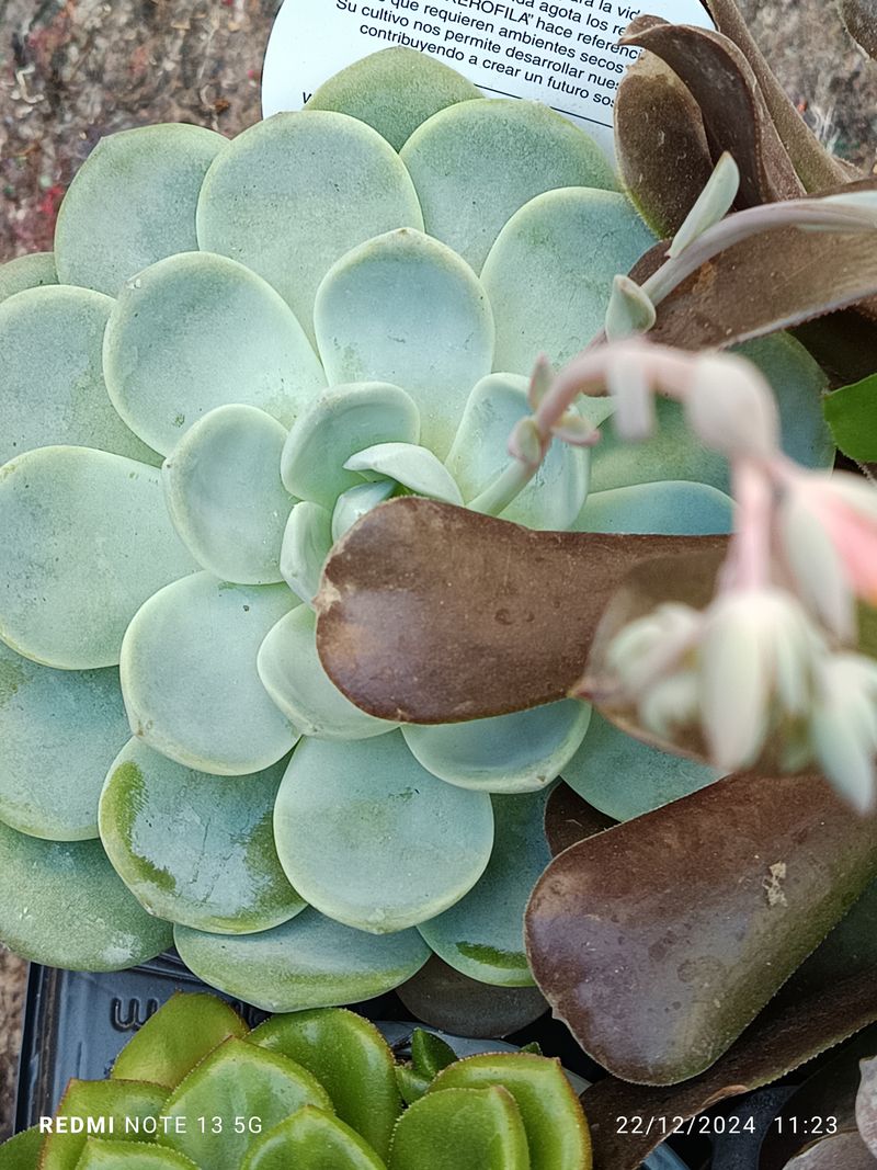 Cactus Y Suculenta Planta Grande Ø13 ☼ Ref013