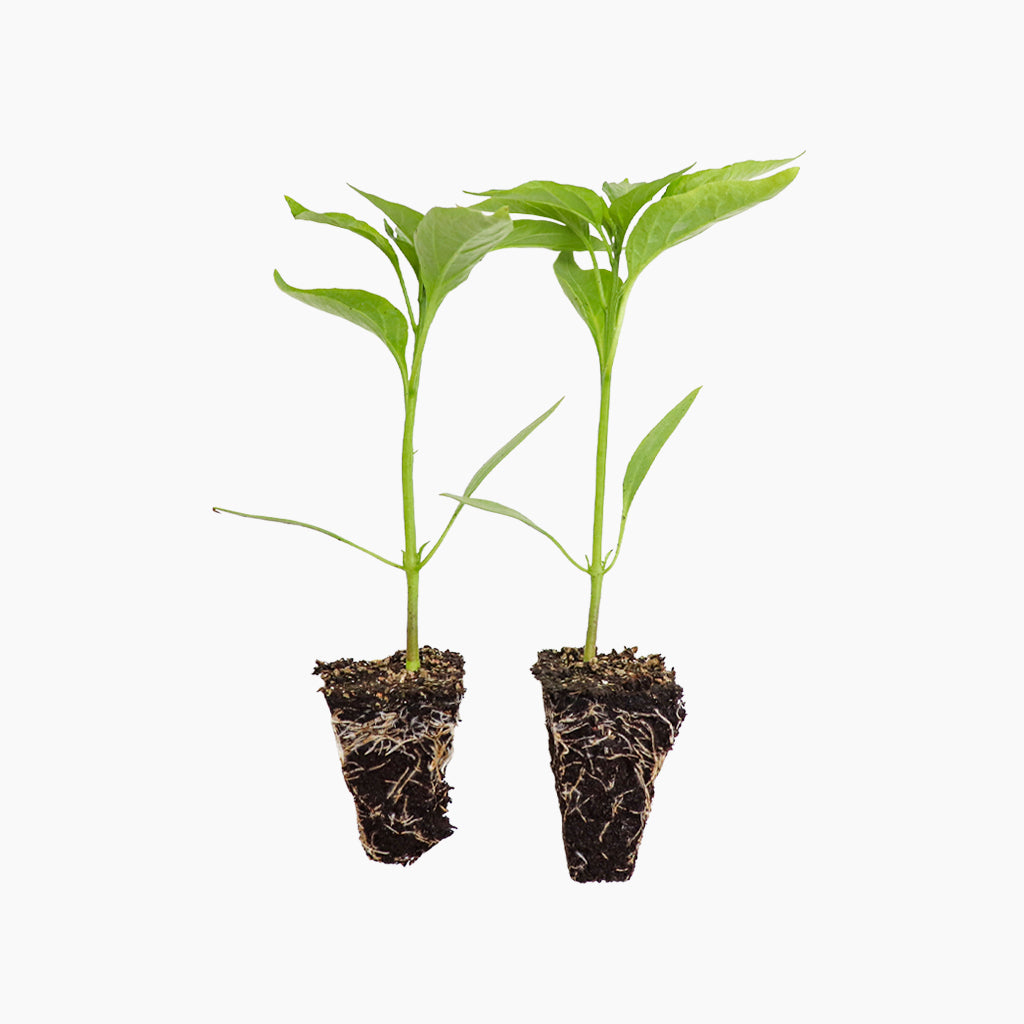 Plantón Guindilla Picante 2 Unidades - Plantabo_0