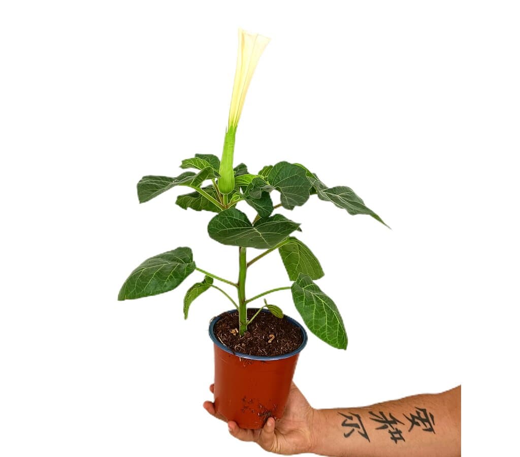 Datura M14 35cm_0