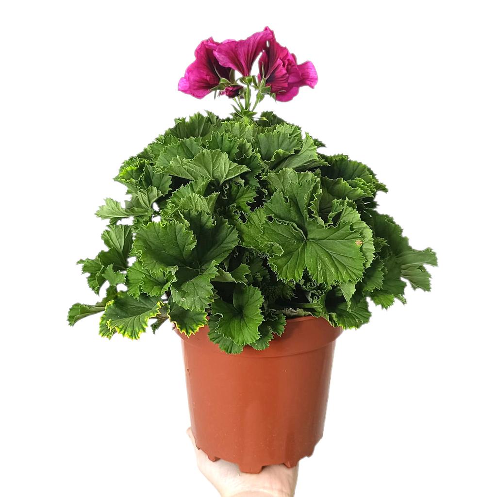 Pelargonium Grandiflorum M17_0