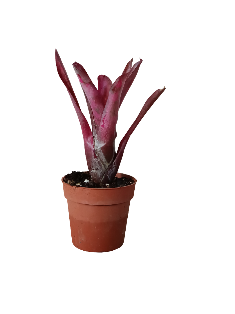 Neoregelia Olens X Marble Throat Planta Bromelia Para Terrarios E Inteior_0