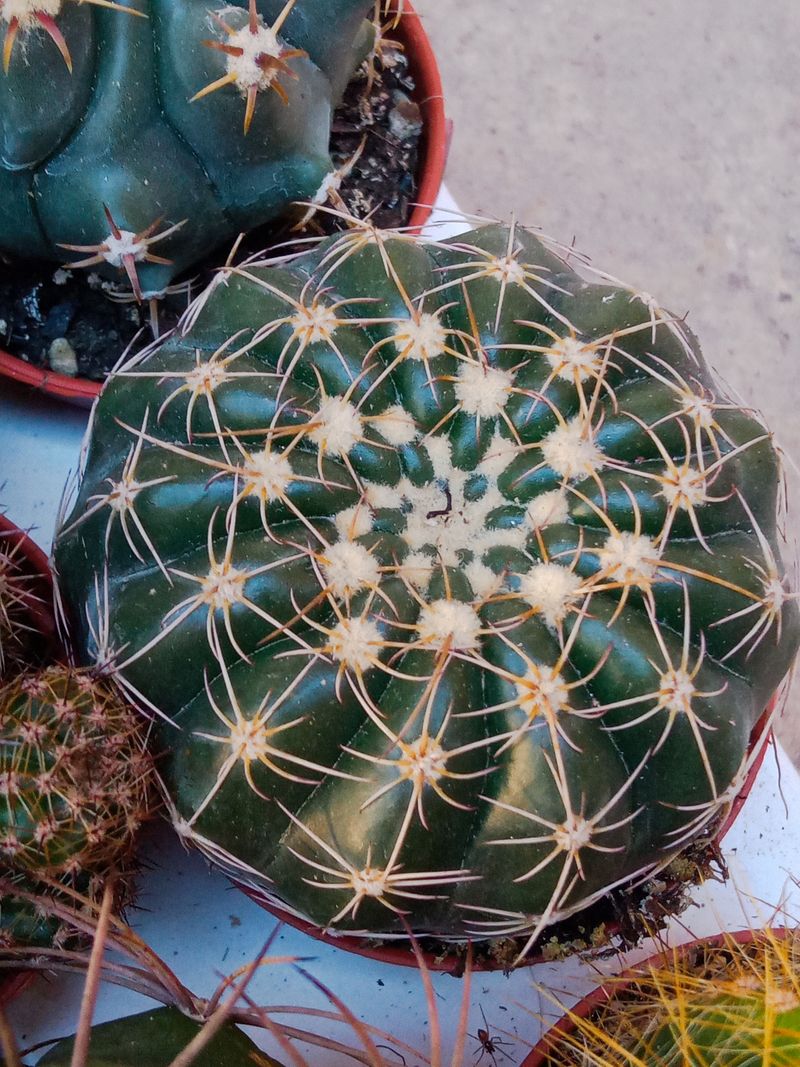 Notocactus Ubelmanianus Cactus Ø 5 Cm_0
