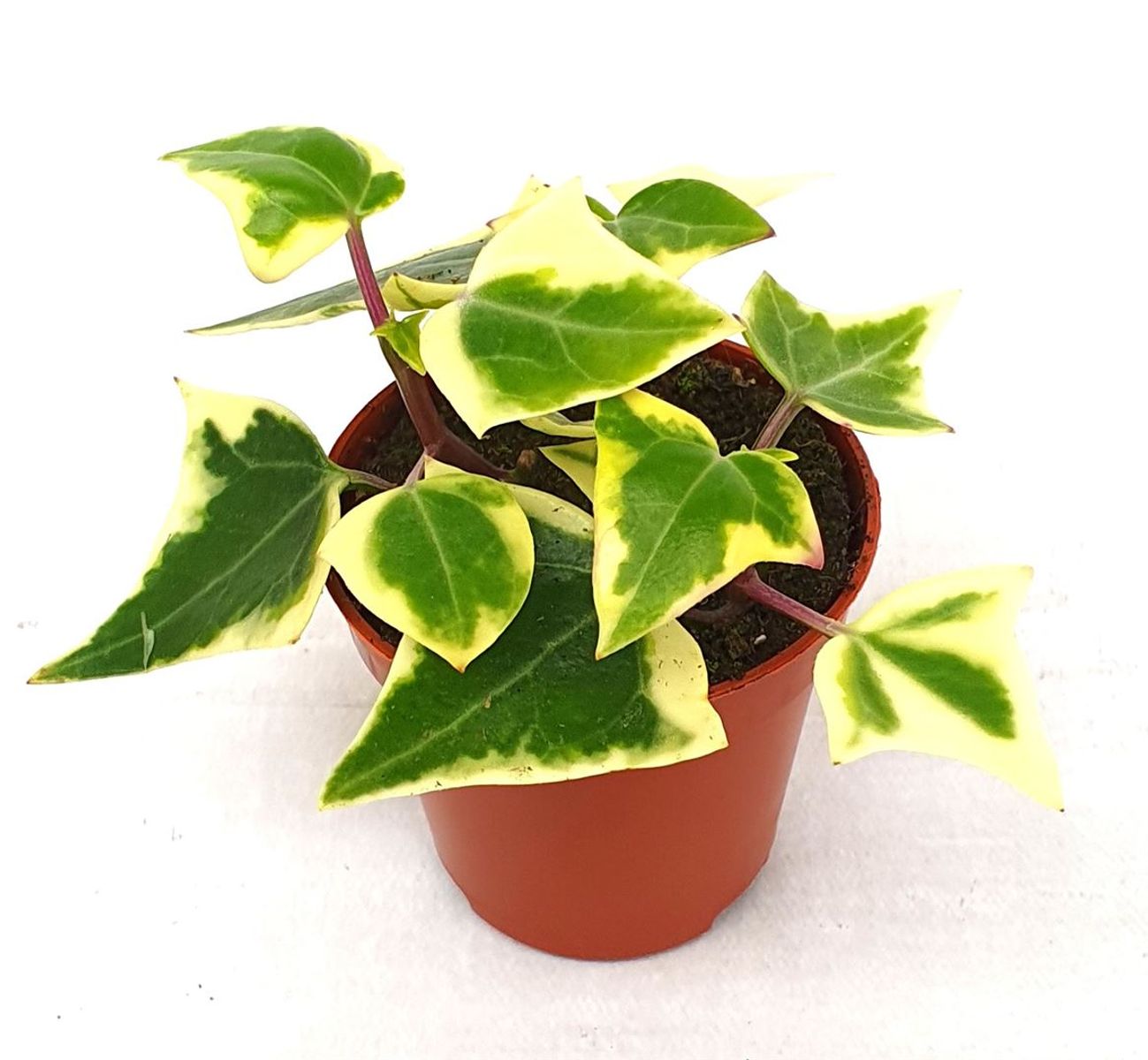 Planta Natural Hiedra suculenta Senecio Macroglossus 'variegatus' 1 Ud en  Planeta Huerto
