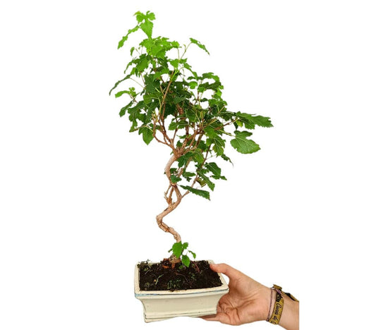 Bonsái Morus 9 Años (morera)